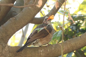 2020年2月2日(日) 近所の公園③の野鳥観察記録