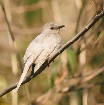 Brown-eared Bulbul 茨城県取手市 Tue, 2/11/2020