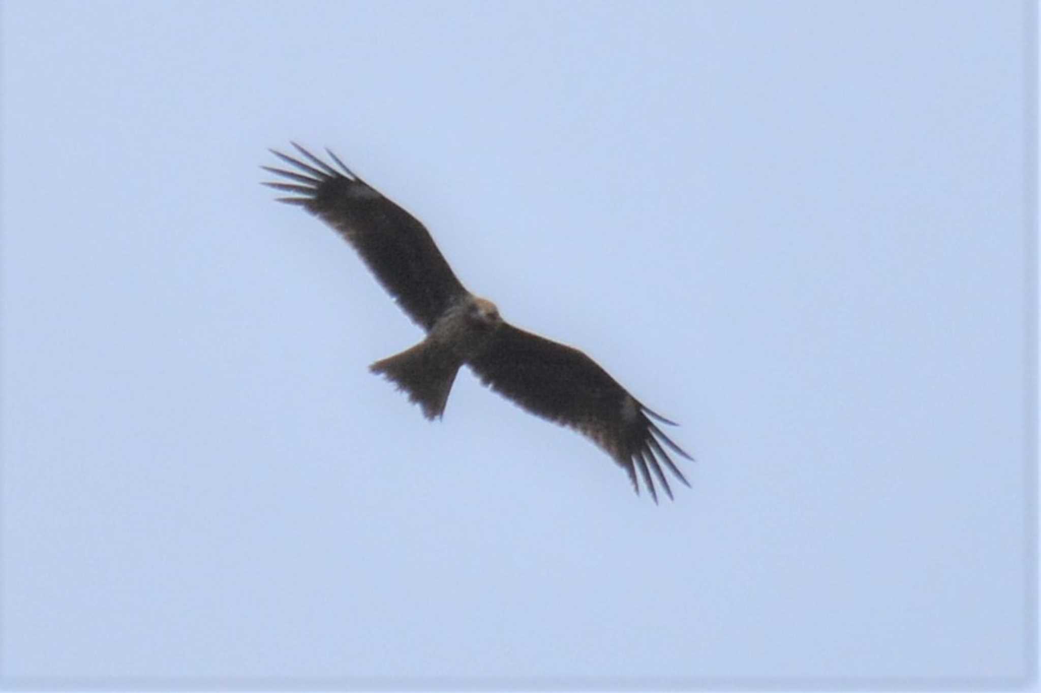 Photo of Black Kite at 神代植物公園 by geto