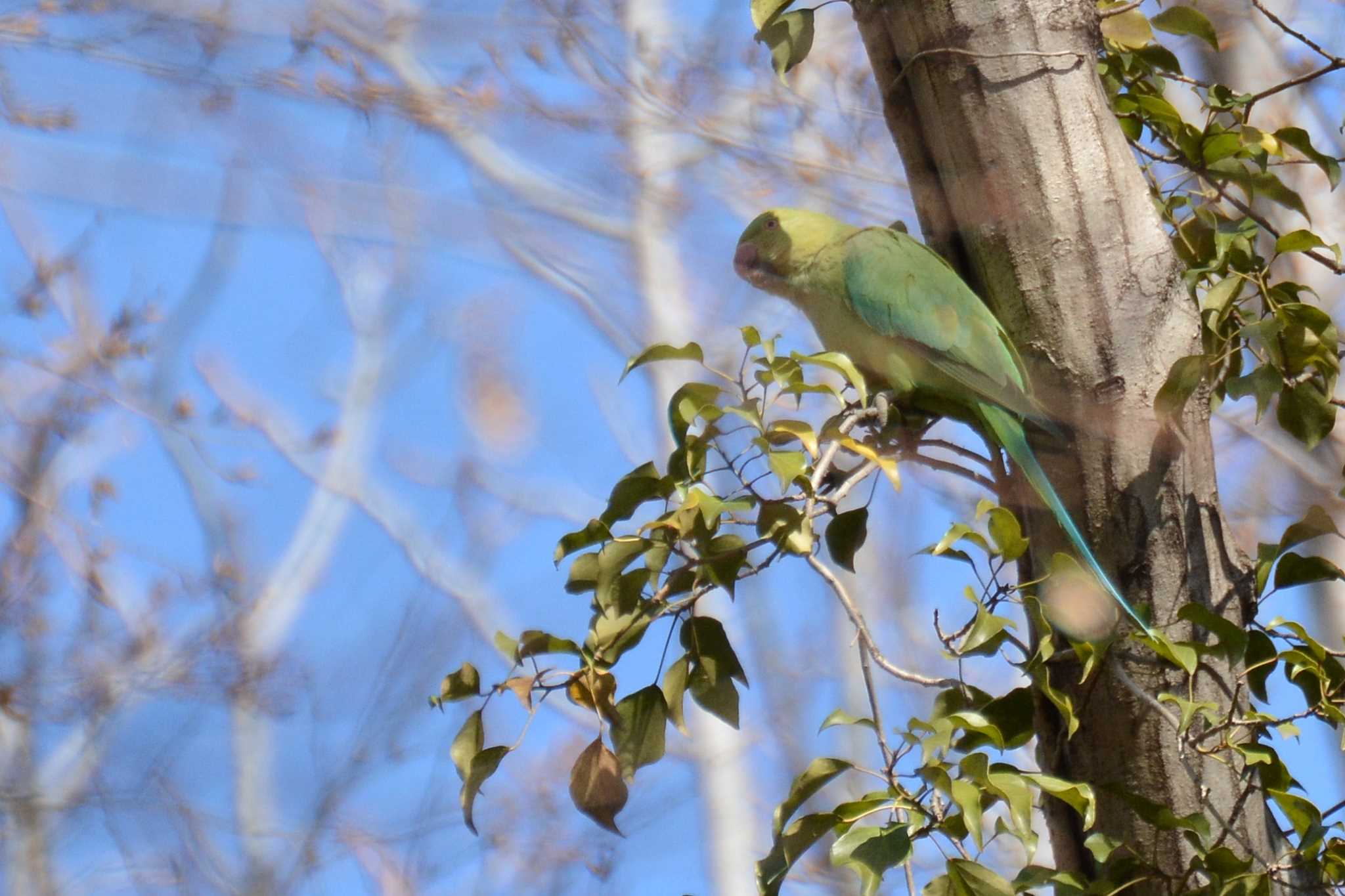 Indian Rose-necked Parakeet