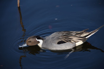 Northern Pintail Ueno Park Unknown Date