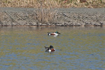 Northern Shoveler Unknown Spots Thu, 2/13/2020