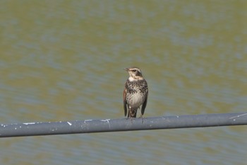 Dusky Thrush Unknown Spots Thu, 2/13/2020