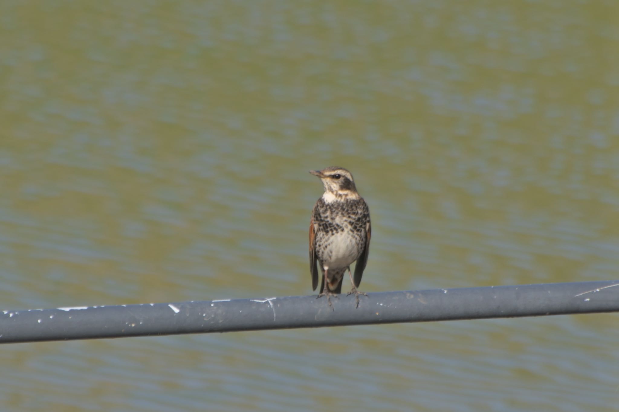 Photo of Dusky Thrush at  by アカウント2198