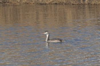 Great Crested Grebe Unknown Spots Thu, 2/13/2020