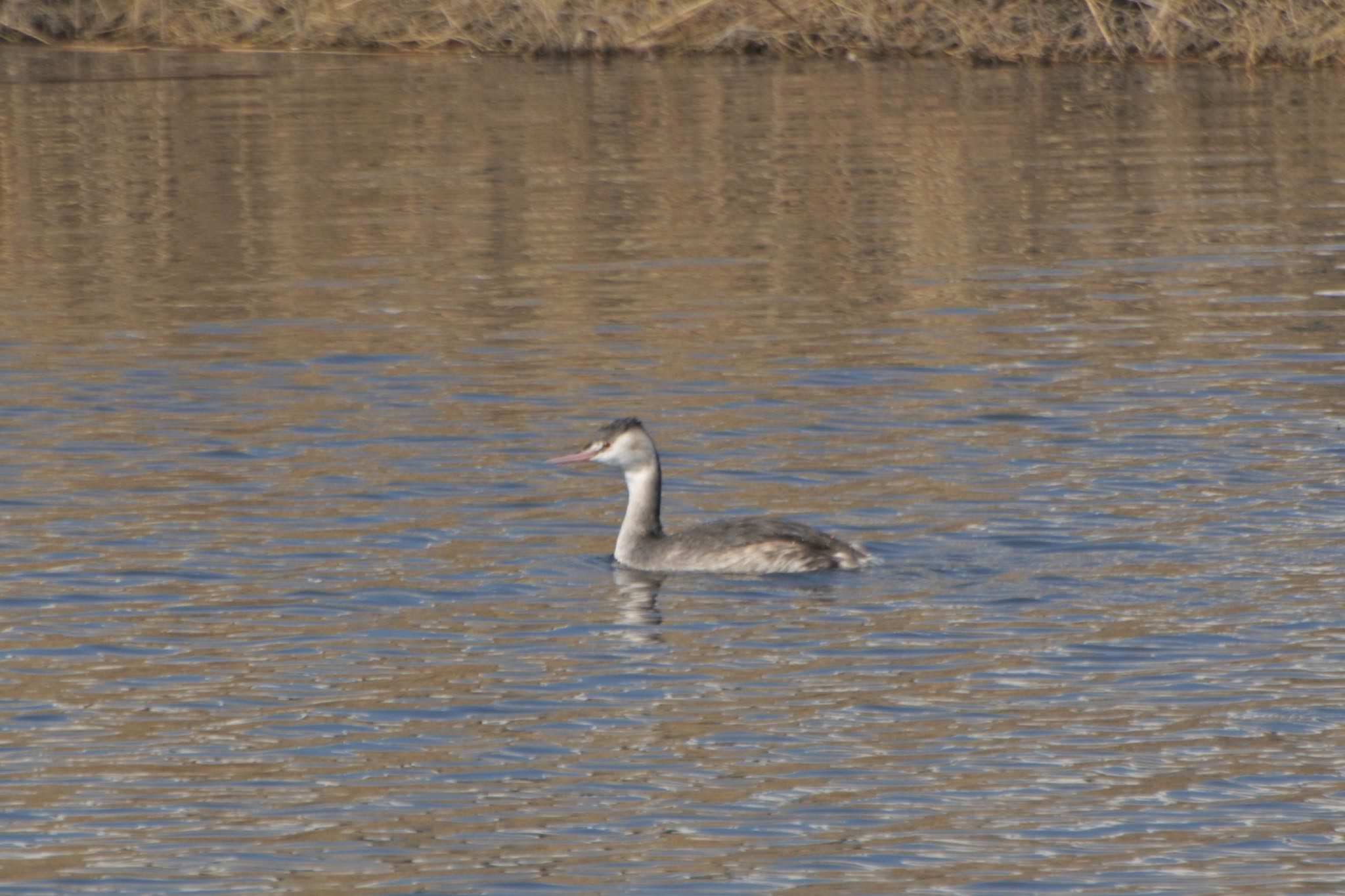 Photo of Great Crested Grebe at  by アカウント2198