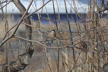 Bull-headed Shrike Unknown Spots Thu, 2/13/2020