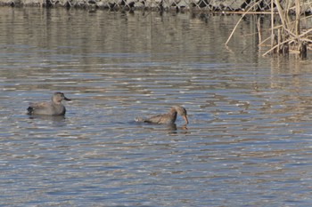 Gadwall Unknown Spots Thu, 2/13/2020