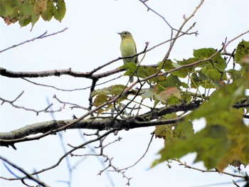 Unknown Species Mine Park Sun, 10/6/2019