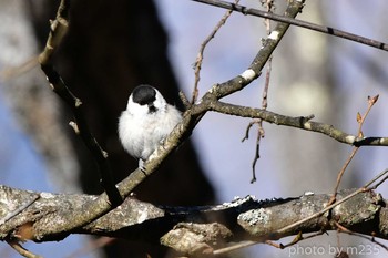 Willow Tit 菱山深沢林道 Tue, 2/11/2020