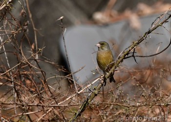 Grey-capped Greenfinch 菱山深沢林道 Tue, 2/11/2020