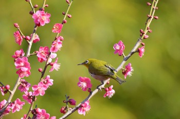 Warbling White-eye 向島百花園 Thu, 2/13/2020