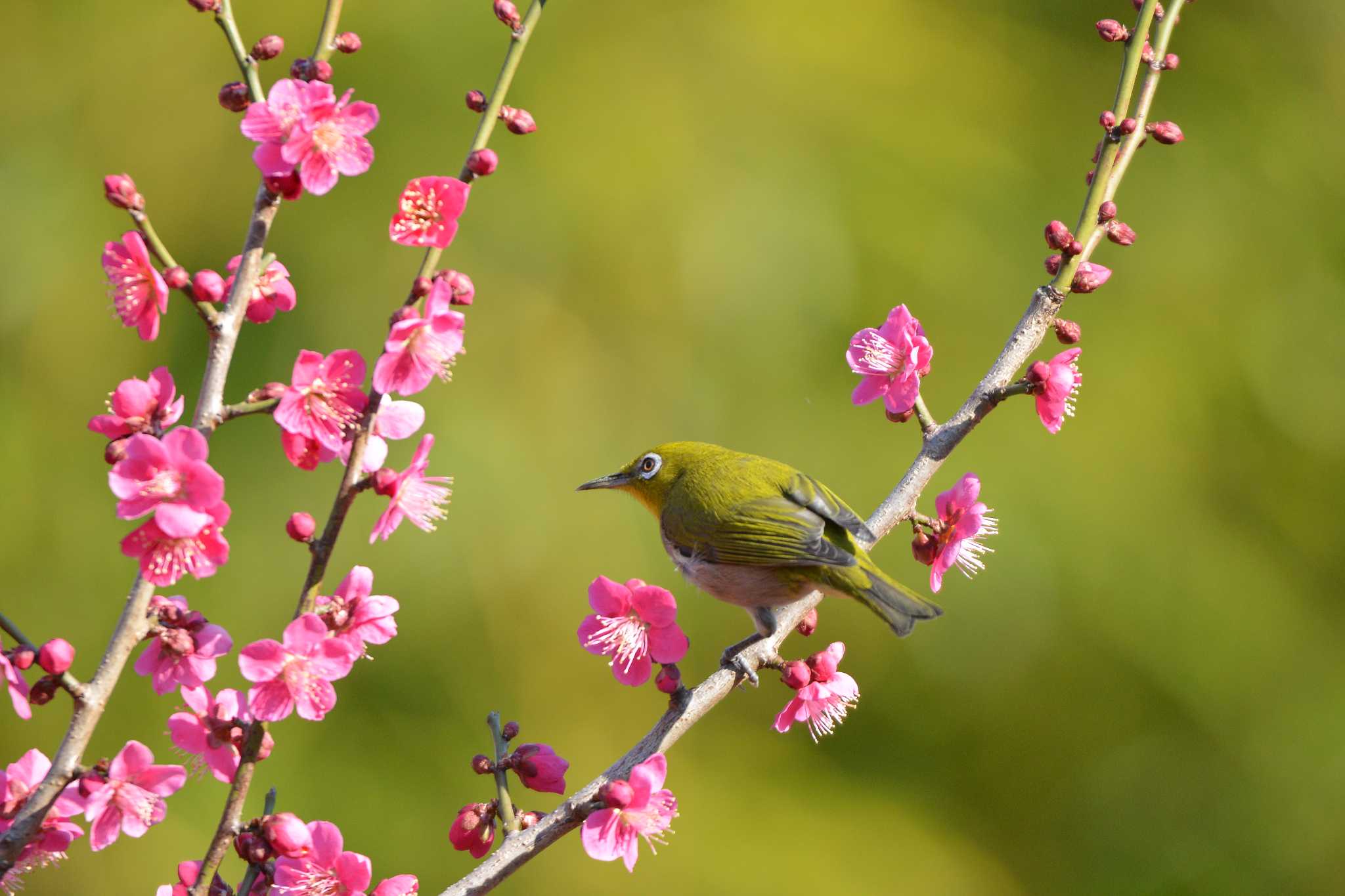 Photo of Warbling White-eye at 向島百花園 by Johnny cool