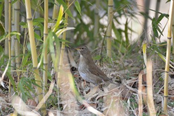 Pale Thrush 向島百花園 Thu, 2/13/2020