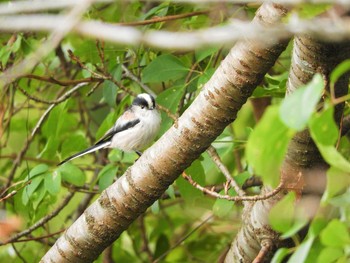 エナガ 大沼親水公園 2019年11月3日(日)