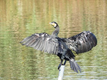 カワウ 大沼親水公園 2019年10月13日(日)