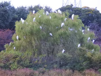 ダイサギ 大沼親水公園 2019年9月29日(日)