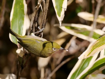 Warbling White-eye Chikozan Park Mon, 2/10/2020