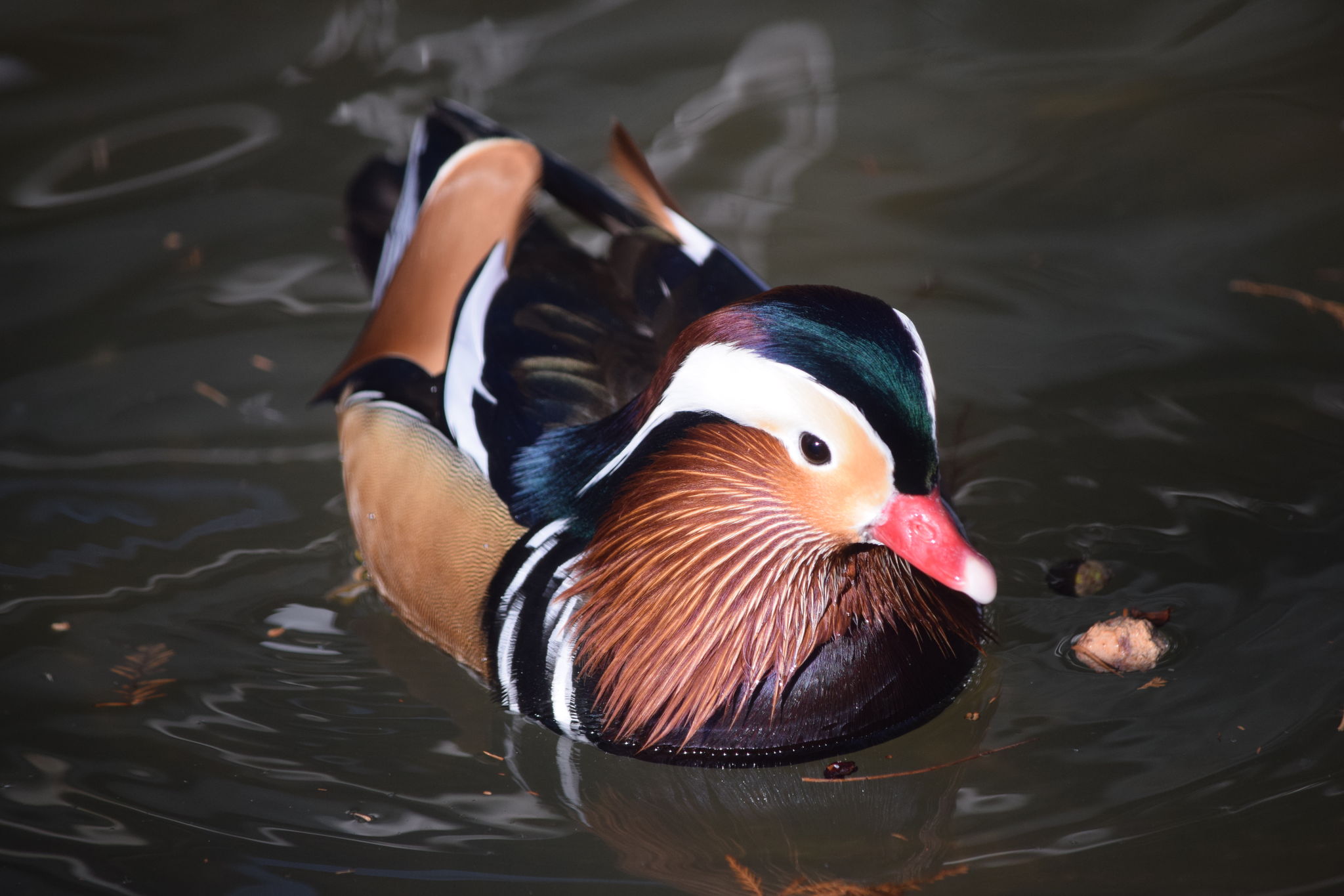 Photo of Mandarin Duck at 井の頭自然文化園 by Trio