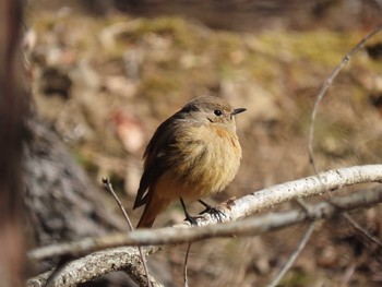 Daurian Redstart 山梨県 Tue, 2/11/2020