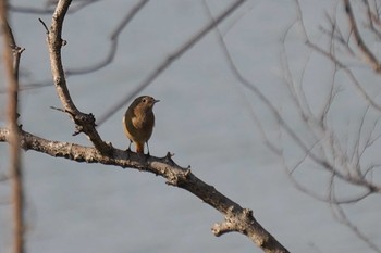 Daurian Redstart 加古郡稲美町 Thu, 2/13/2020