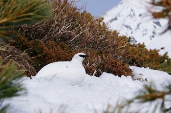 ライチョウ 立山（北アルプス） 2014年4月19日(土)