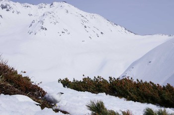 ライチョウ 立山（北アルプス） 2014年4月19日(土)