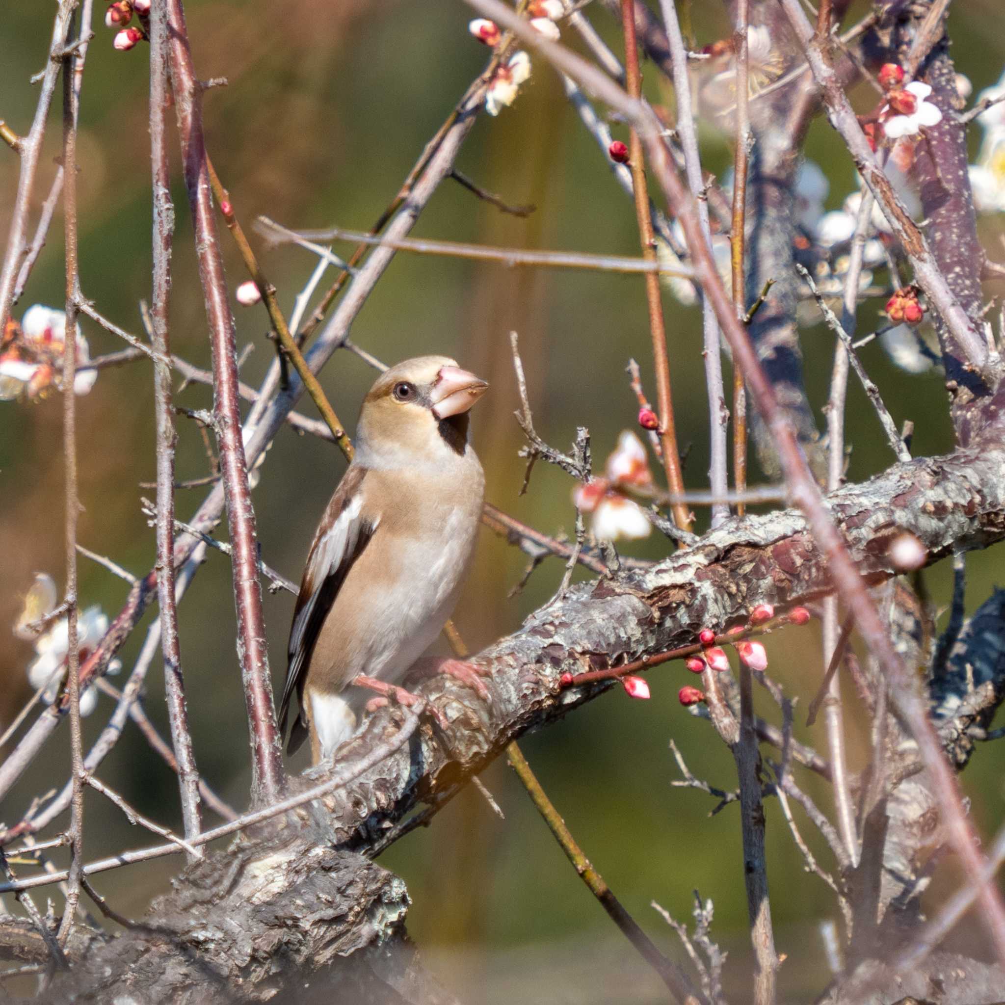 Photo of Hawfinch at 千波公園 by かぐやパパ