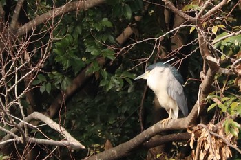 2020年2月12日(水) 三ツ池公園(横浜市鶴見区)の野鳥観察記録