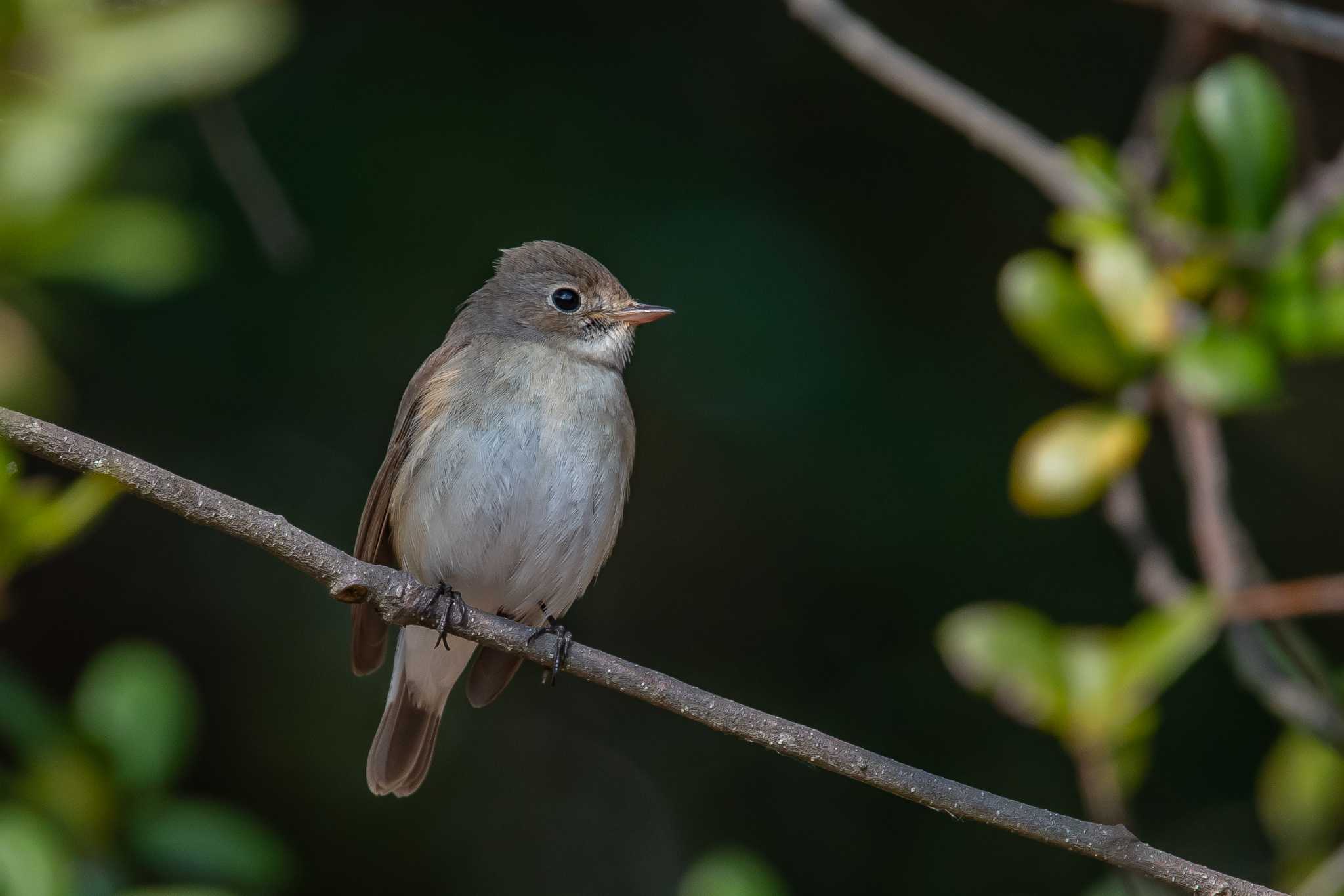 Photo of Red-breasted Flycatcher at 兵庫県明石市 by ときのたまお