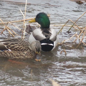 Mallard Makomanai Park Fri, 2/14/2020