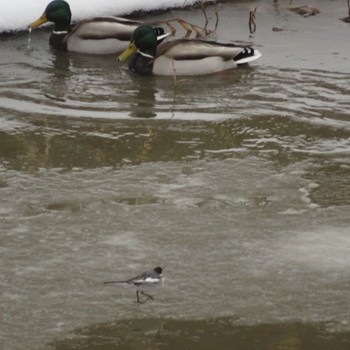 White Wagtail Makomanai Park Fri, 2/14/2020