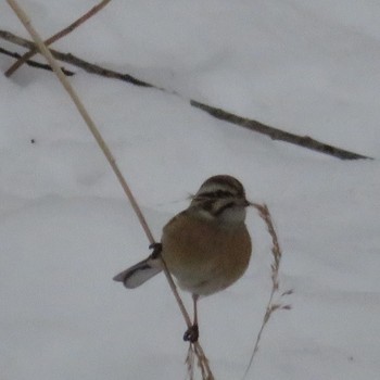 Meadow Bunting Makomanai Park Fri, 2/14/2020