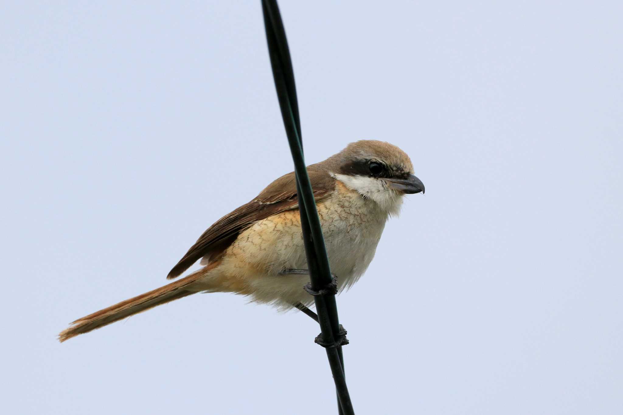 Photo of Brown Shrike at Yonaguni Island by とみやん