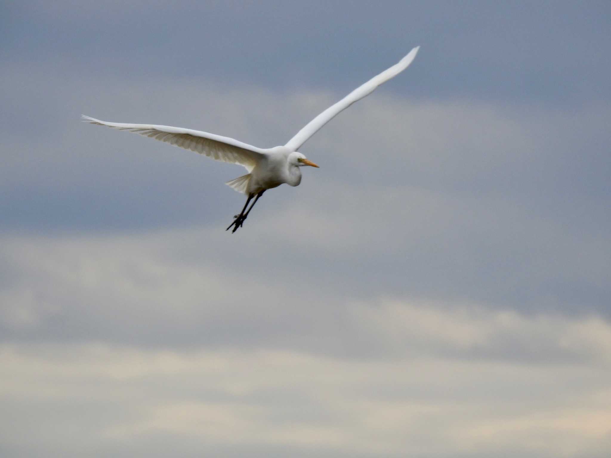 Great Egret