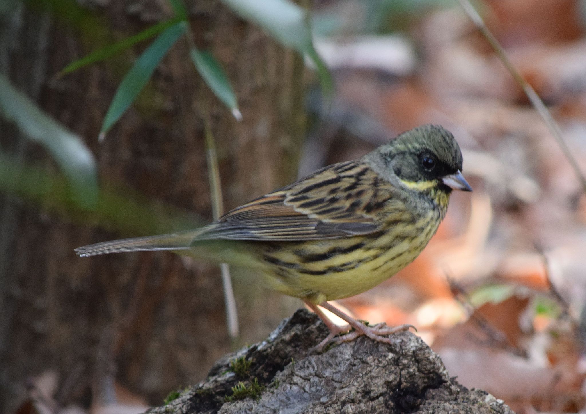 Photo of Masked Bunting at Meiji Jingu(Meiji Shrine) by Trio