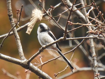 Long-tailed Tit 桜山 Fri, 2/14/2020