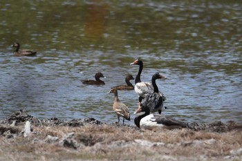 Hardhead Lake Field National Park Mon, 10/14/2019