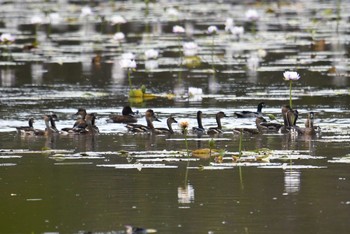 Wandering Whistling Duck Lake Field National Park Mon, 10/14/2019