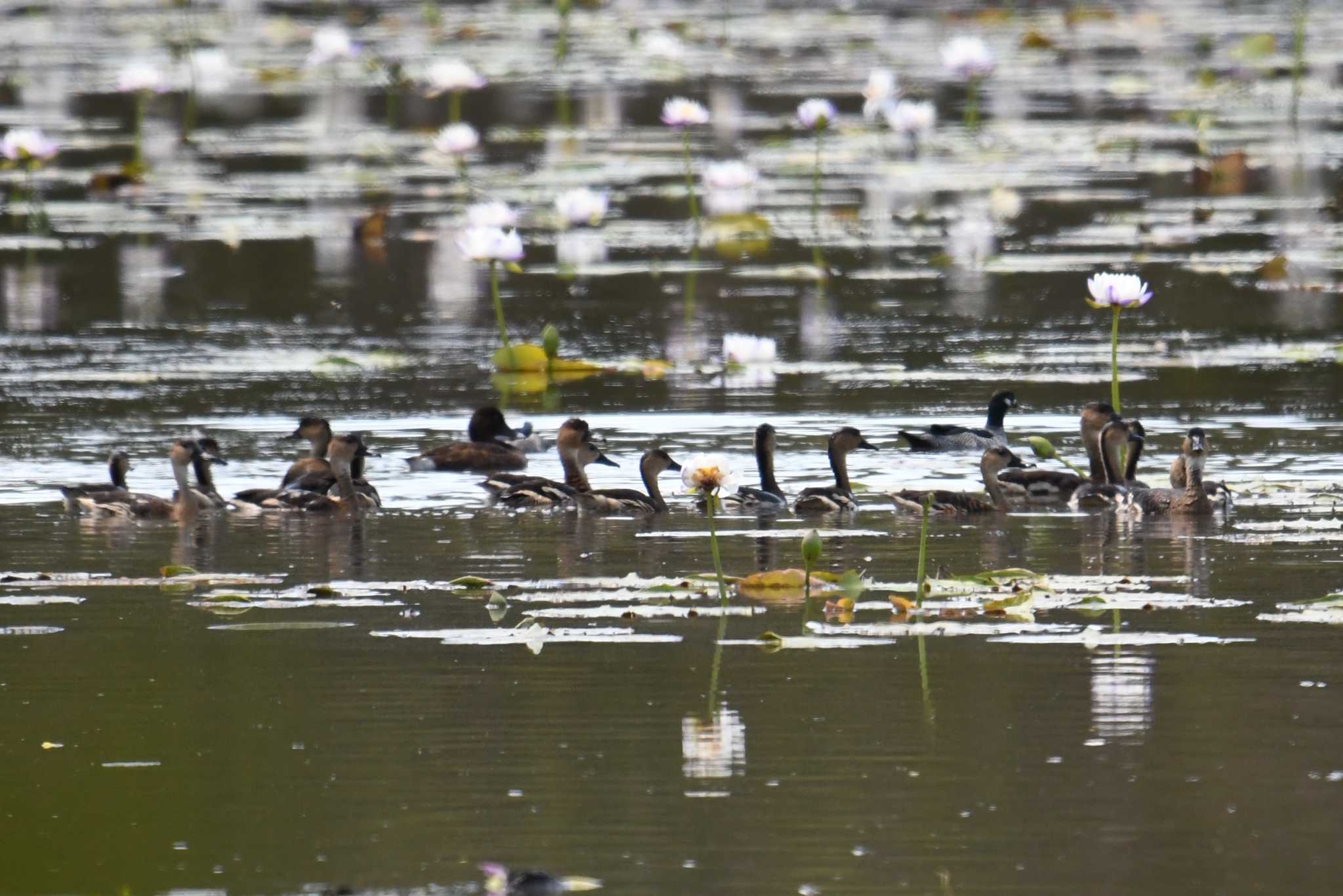 レイクフィールド国立公園 オオリュウキュウガモの写真 by あひる