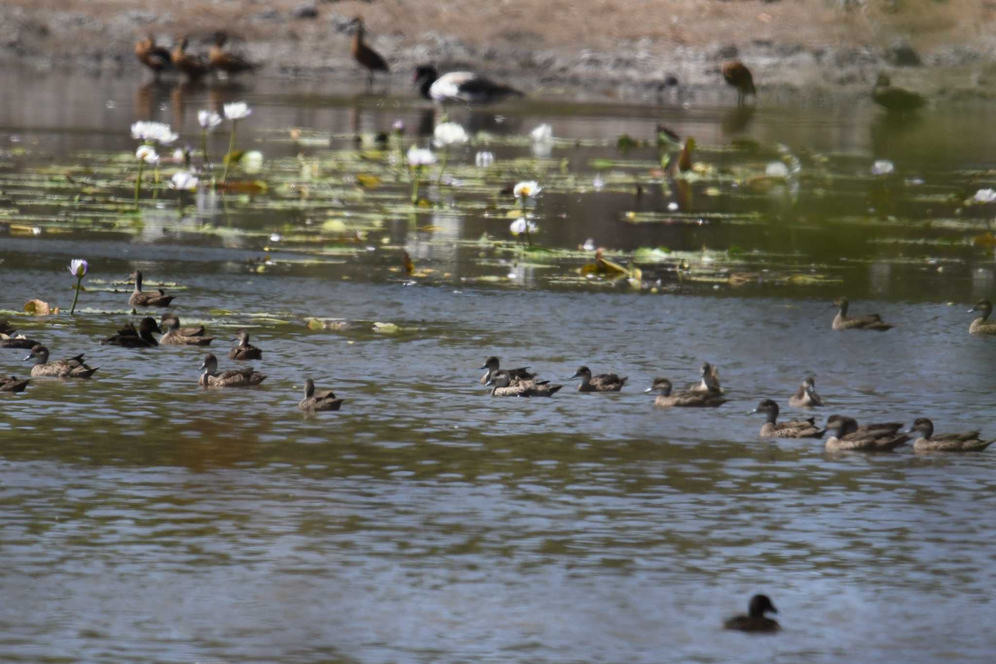 Grey Teal