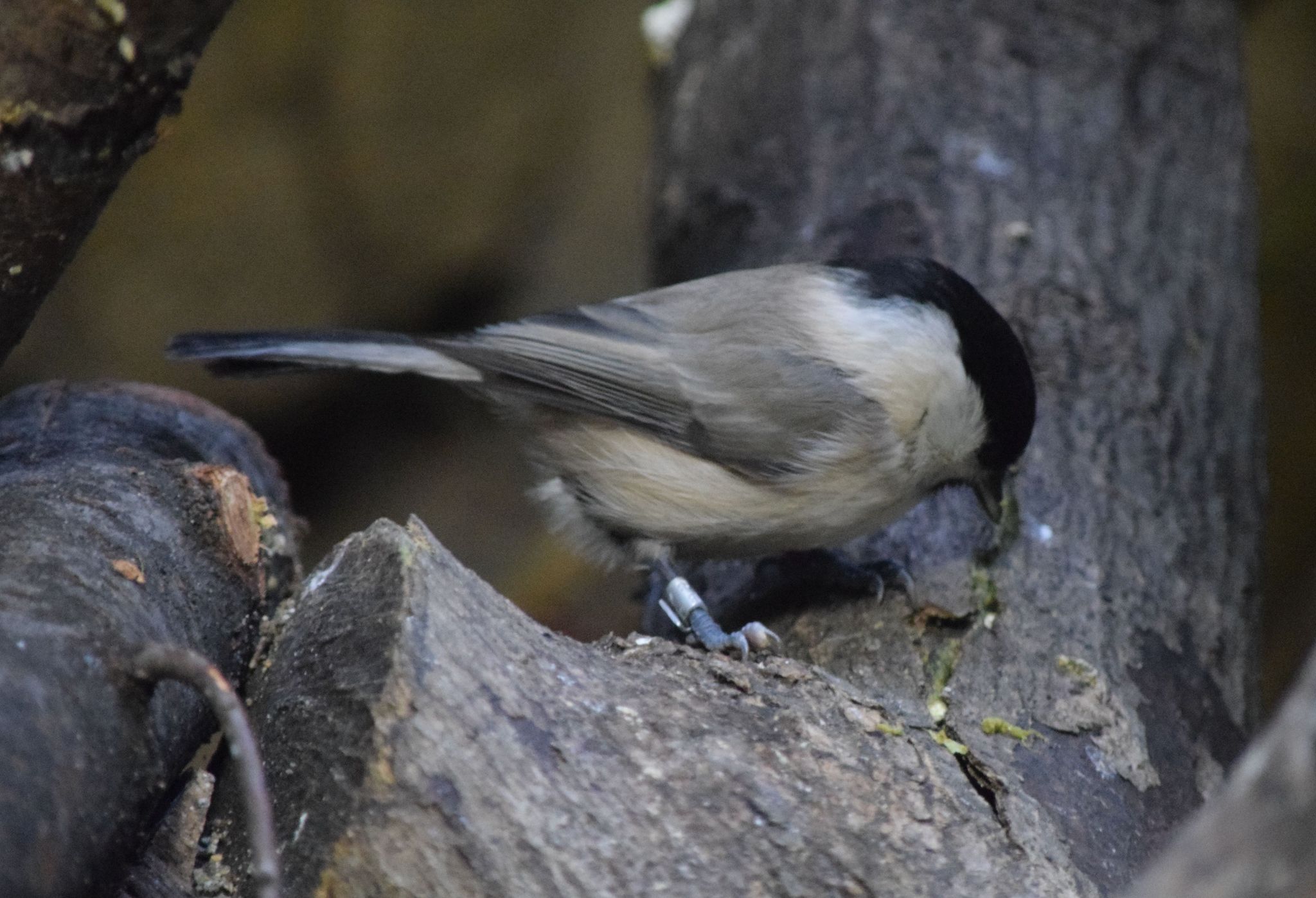 Photo of Willow Tit at Ueno Zoo by Trio