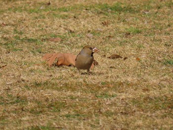 Fri, 2/14/2020 Birding report at Aobanomori Park