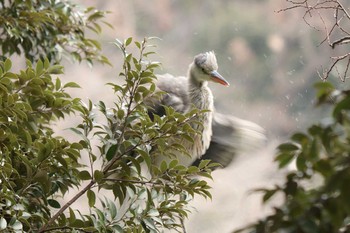 2020年2月14日(金) 三ツ池公園(横浜市鶴見区)の野鳥観察記録