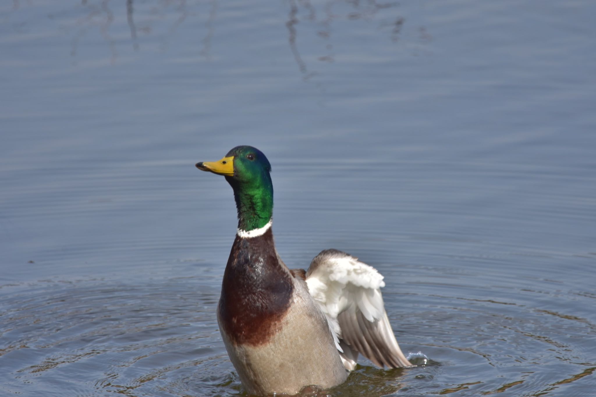 Photo of Mallard at  by アカウント2198