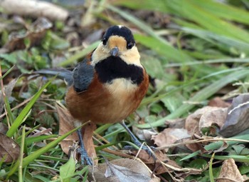 Varied Tit Chikozan Park Mon, 2/10/2020