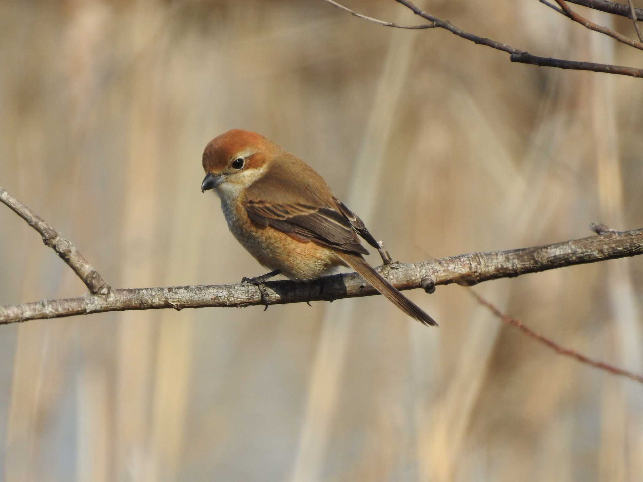 Bull-headed Shrike