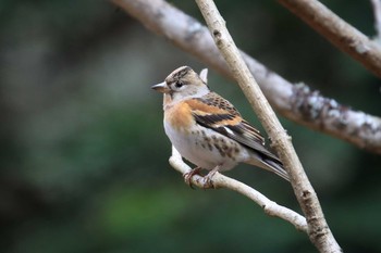 2020年2月9日(日) 神戸市立森林植物園の野鳥観察記録