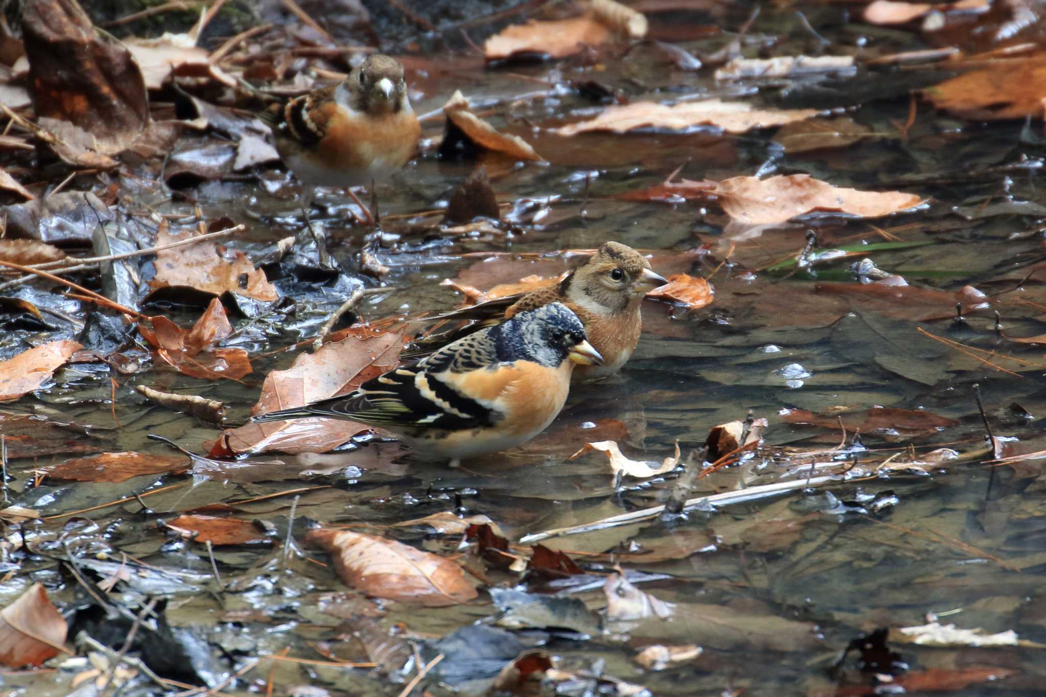 Photo of Brambling at Kobe Forest Botanic Garden by 明石のおやじ