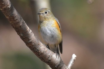 ルリビタキ 三木山森林公園 2020年2月11日(火)